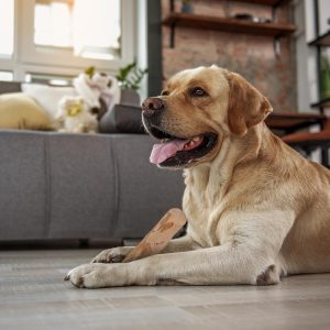 Coffee Wood Large Dog chew