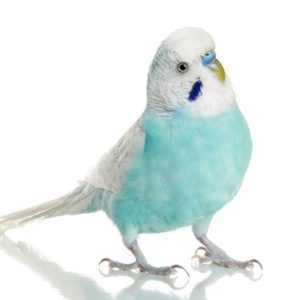 Budgie