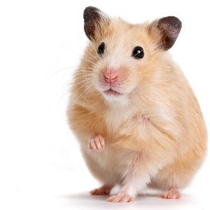 Syrian Hamster