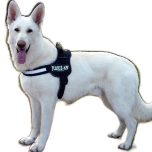 Authentic Julius K9 Dog Harness