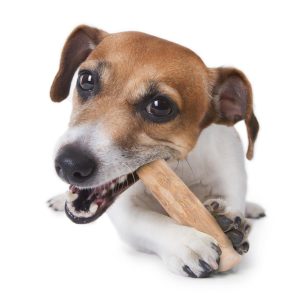 Coffee Wood Natural Dog Chew - Small