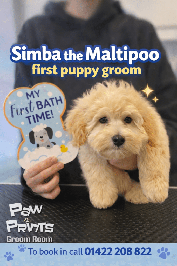 Simba Maltipoo grooming first bath at paw prints groom room Hipperholme Halifax